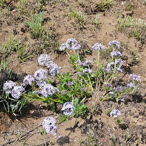 Pentanisia prunelloides unspecified picture