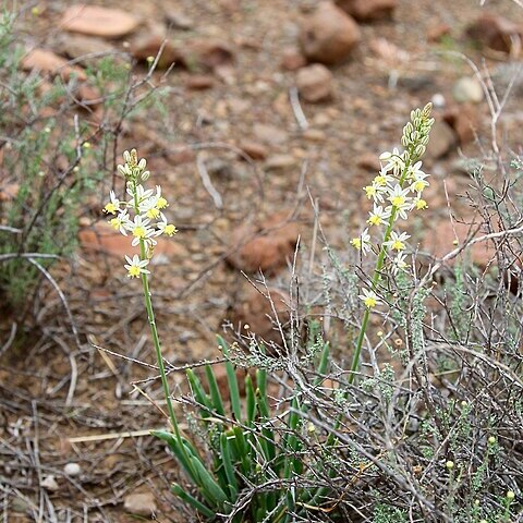 Bulbine triebneri unspecified picture