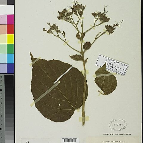 Clerodendrum villosum unspecified picture