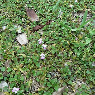 Torenia stolonifera unspecified picture