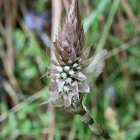 Aa paleacea unspecified picture