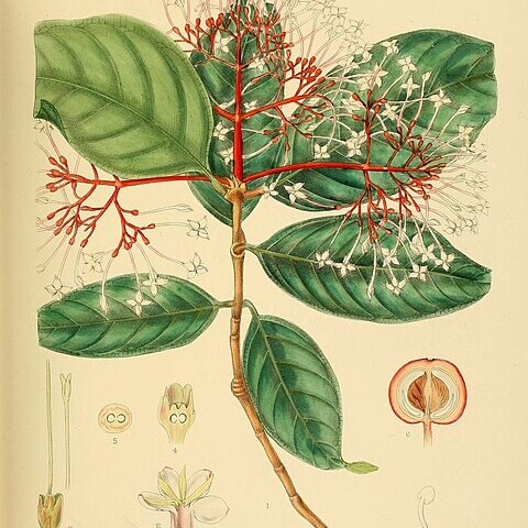 Ixora jucunda unspecified picture
