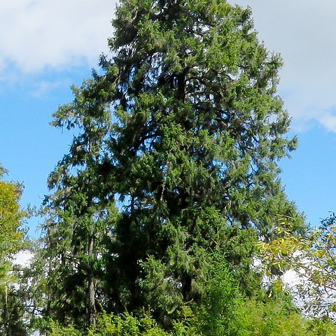 Picea spinulosa unspecified picture
