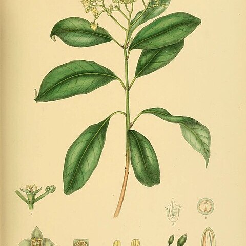 Mastixia tetrandra unspecified picture