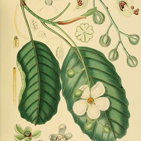 Dillenia triquetra unspecified picture