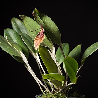 Restrepia escobariana unspecified picture
