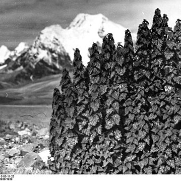 Urtica hyperborea unspecified picture