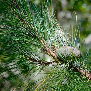 Pinus taiwanensis unspecified picture