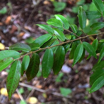 Camellia salicifolia unspecified picture