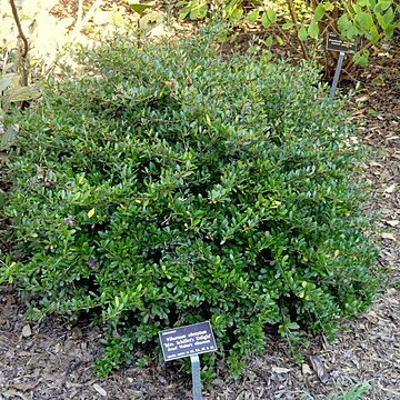 Viburnum obovatum unspecified picture