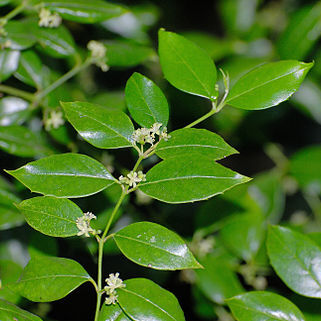Cassinopsis unspecified picture