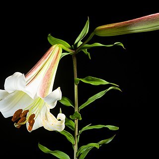 Lilium sargentiae unspecified picture