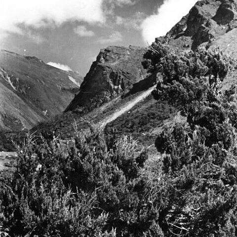 Juniperus tibetica unspecified picture
