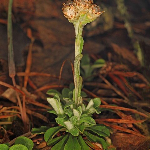 Antennaria virginica unspecified picture