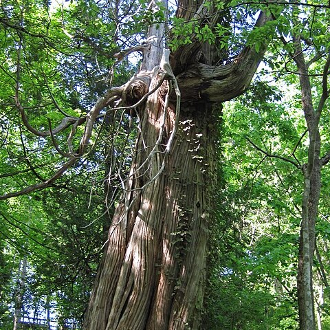 Thuja unspecified picture