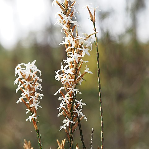 Lysinema unspecified picture