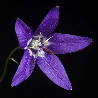 Campanula uyemurae unspecified picture