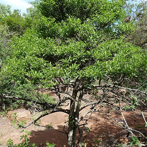 Psydrax lividus unspecified picture