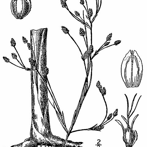 Schoenoplectus heterochaetus unspecified picture