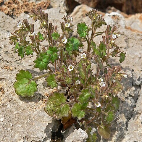 Phacelia rotundifolia unspecified picture