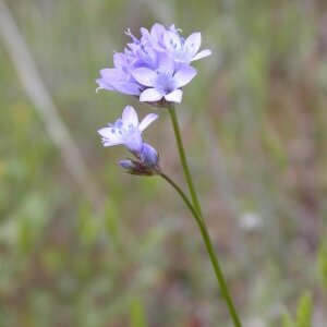 Gilia achilleifolia unspecified picture