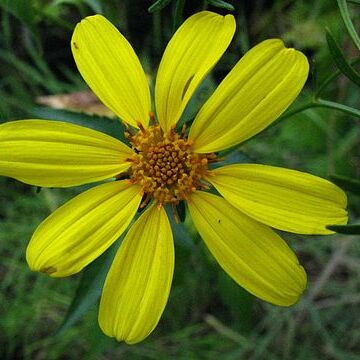 Bidens amplectens unspecified picture