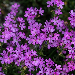 Erinus unspecified picture
