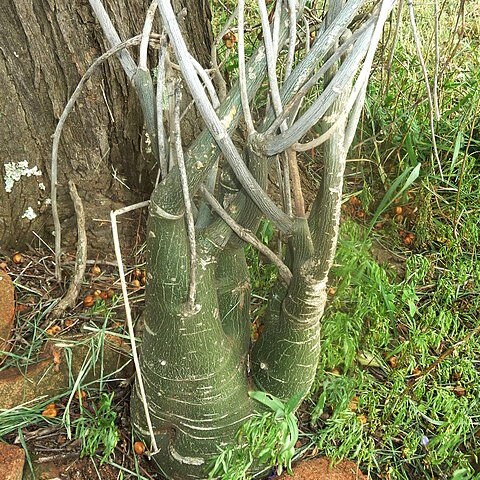 Adenia fruticosa unspecified picture