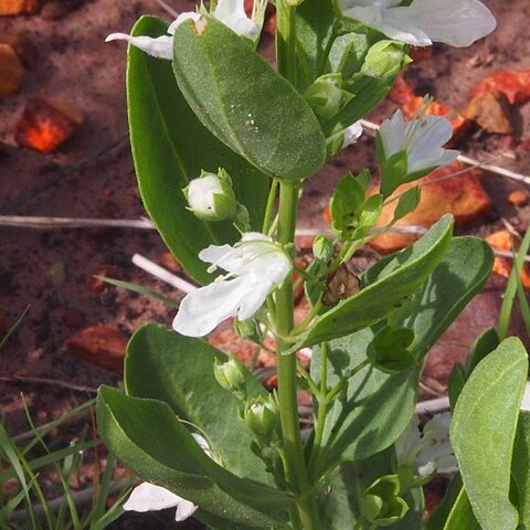 Teucrium integrifolium unspecified picture