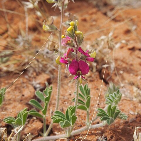 Swainsona flavicarinata unspecified picture