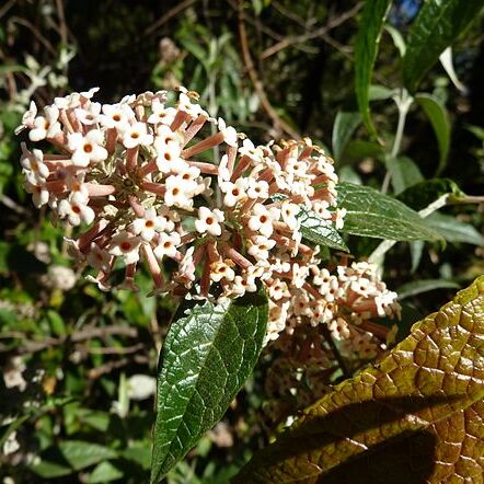 Buddleja auriculata unspecified picture