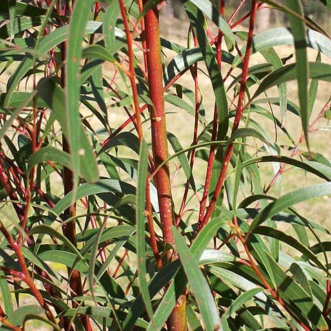 Eucalyptus multicaulis unspecified picture