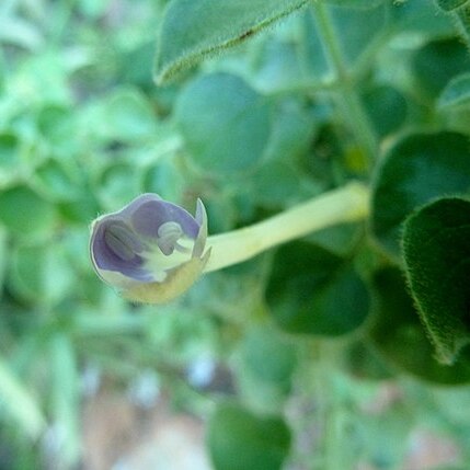 Barleria affinis unspecified picture