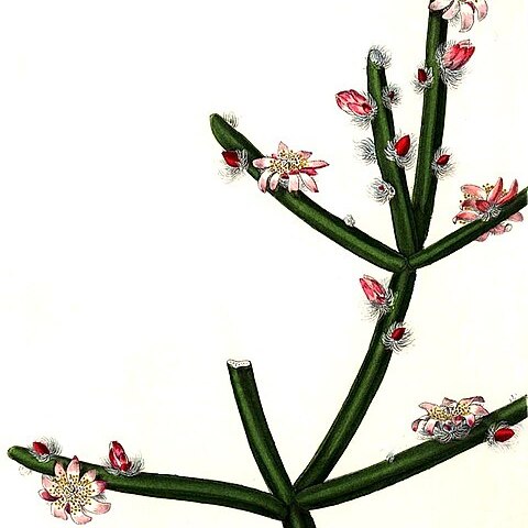 Rhipsalis dissimilis unspecified picture