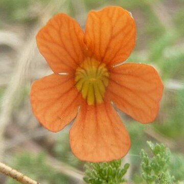 Jamesbrittenia aurantiaca unspecified picture