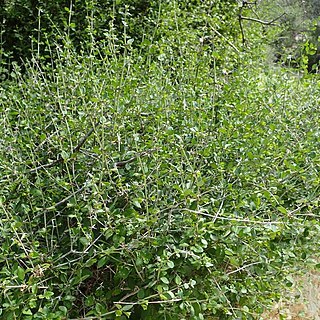 Acanthoprasium unspecified picture