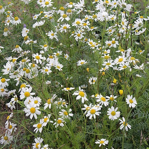 Tripleurospermum subpolare unspecified picture