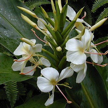 Hedychium x wilkeanum unspecified picture
