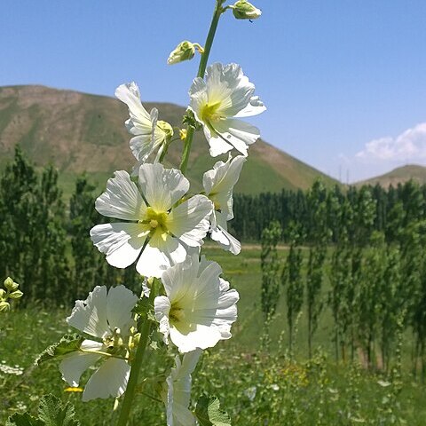 Alcea nudiflora unspecified picture