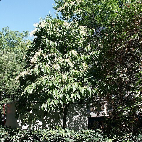 Poliothyrsis sinensis unspecified picture