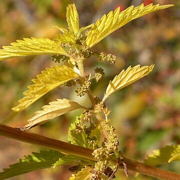 Urtica dioica subsp. gracilis unspecified picture