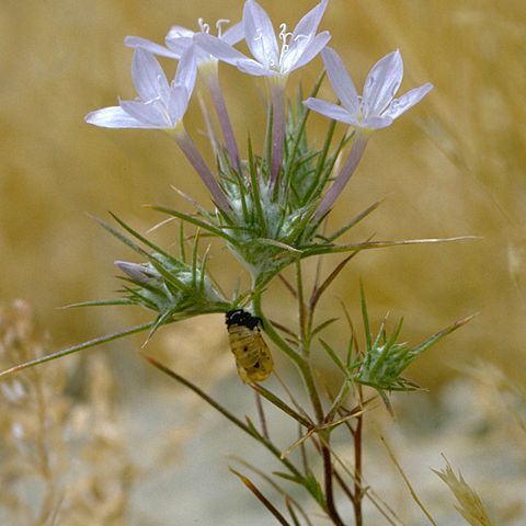 Eriastrum pluriflorum unspecified picture