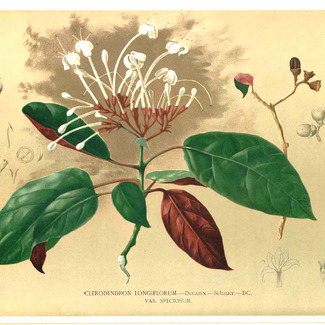 Clerodendrum longiflorum unspecified picture