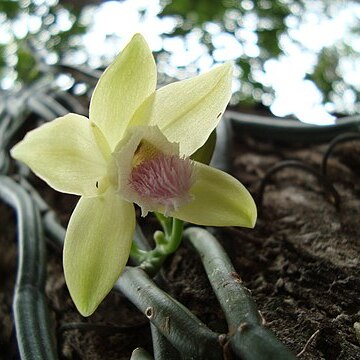 Vanilla aphylla unspecified picture