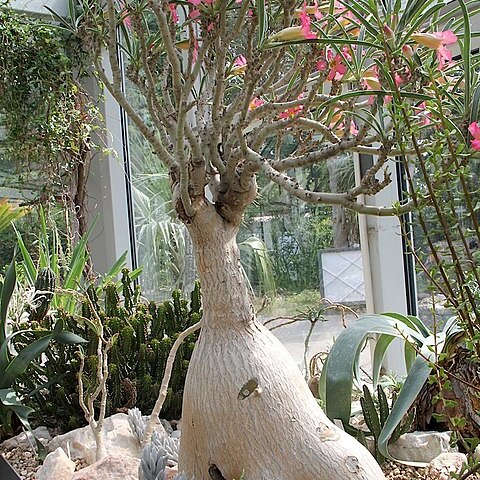 Adenium oleifolium unspecified picture