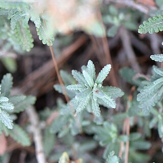 Teucrium polium subsp. clapae unspecified picture