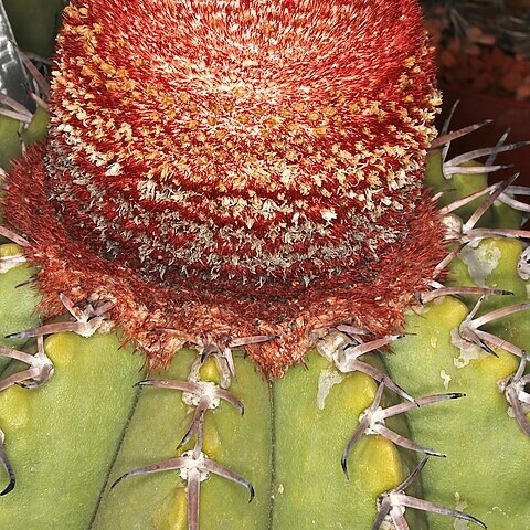 Melocactus paucispinus unspecified picture