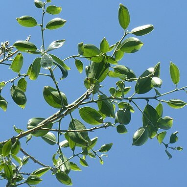 Ziziphus rivularis unspecified picture