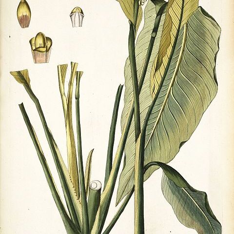 Spathiphyllum lancaefolium unspecified picture