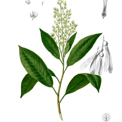 Anisoptera unspecified picture